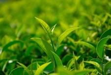 只有在用户关注的点上下足功夫，才能建设一个成功的茶叶品牌网站